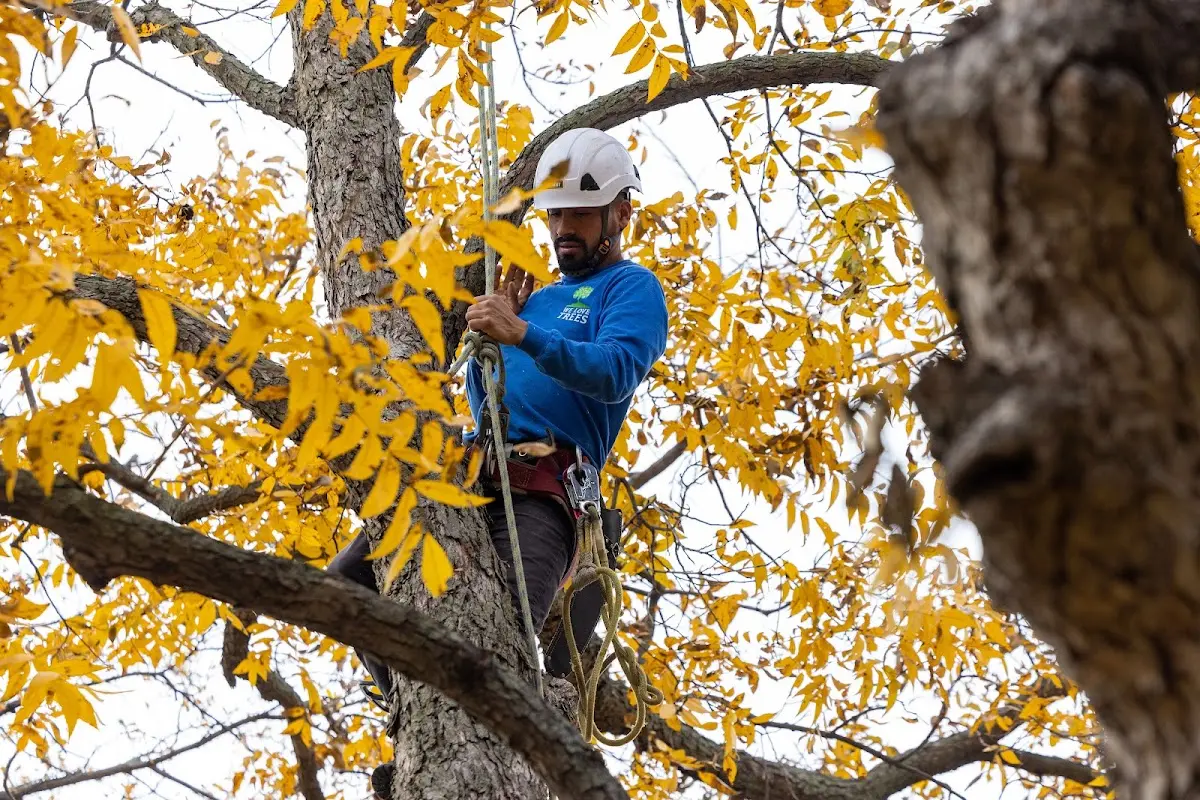 Skilled Tree Transplanting crew working in Logan